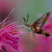 Sandra Moths Photo 5