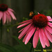 Leslie Flowers Photo 18