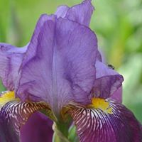 Anne Black Photo 43