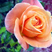 Linda Sorrell Photo 29