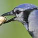 Jay Head Photo 29