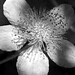 Victoria Bramble Photo 1