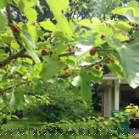 Geraldine Robinson Photo 17