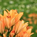 Lily Shi Photo 25