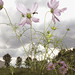 Tony Mendoza Photo 24