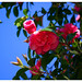 Nelson Bloom Photo 6