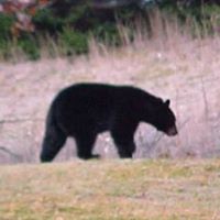 Debra Schneider Photo 23