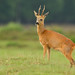 Dennis Roe Photo 18