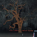 Stephen Folk Photo 3