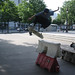 Tom Greco Photo 31