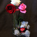 Rose Bear Photo 20