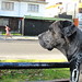 Andrew Dane Photo 20