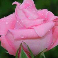 Beena Abraham Photo 14