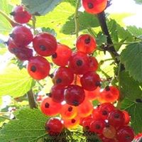Julia Spaulding Photo 22