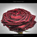 Rose Herrmann Photo 1