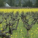 Debra Vines Photo 12