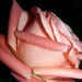 Charles Barbare Photo 4