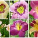 Lori Cantor Photo 13