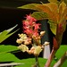 Steve Caster Photo 16