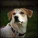 Debbie Bowe Photo 16