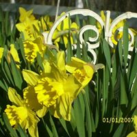 Diana Wells Photo 36