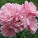 Rose Orman Photo 5
