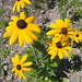 Susan Mcgregor Photo 19