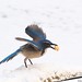 Jay Snow Photo 23