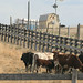 Kelley Wolfe Photo 13
