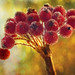 Andrea Berry Photo 32