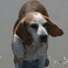 Carol Hughes Photo 35