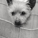 Buddy Sharp Photo 24