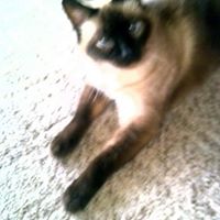 Debra Brock Photo 19