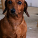 Eddie Dotson Photo 16
