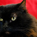 Judy Long Photo 11