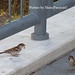 Donald Bird Photo 24