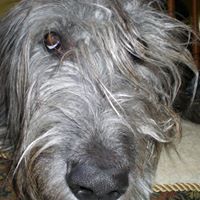 Susan Goulet Photo 27