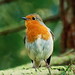 Robin Howlett Photo 7