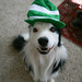 Patrick Collie Photo 4