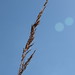 Sharon Grass Photo 16
