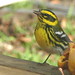Linda Townsend Photo 18