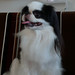 Chin Chang Photo 34