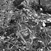 Timothy Bush Photo 20