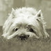 Bruce Weiss Photo 26