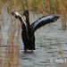 Jerry Greene Photo 15