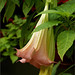 Angel Lang Photo 11