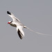 Bill Bird Photo 34