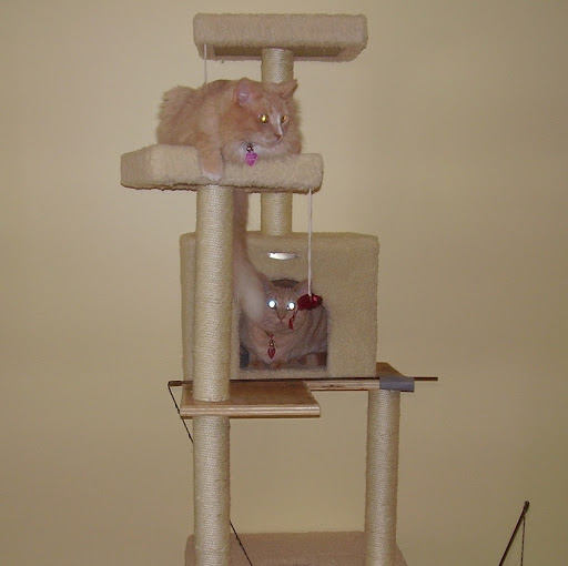 Connie Newman Photo 4