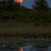 Laura Howes Photo 31