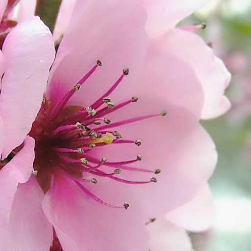 Rosa Anzalone Photo 2